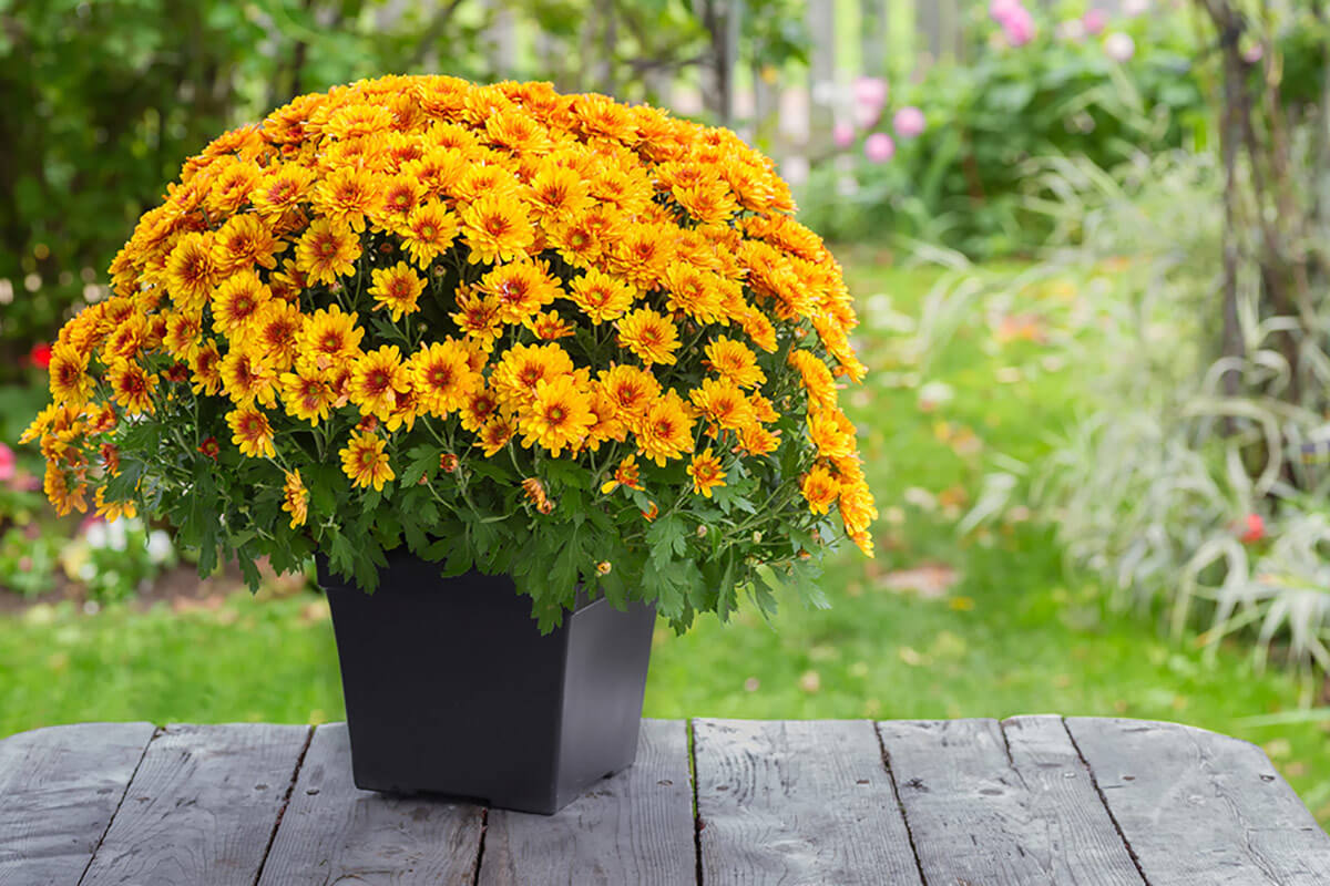 Chrysantheme