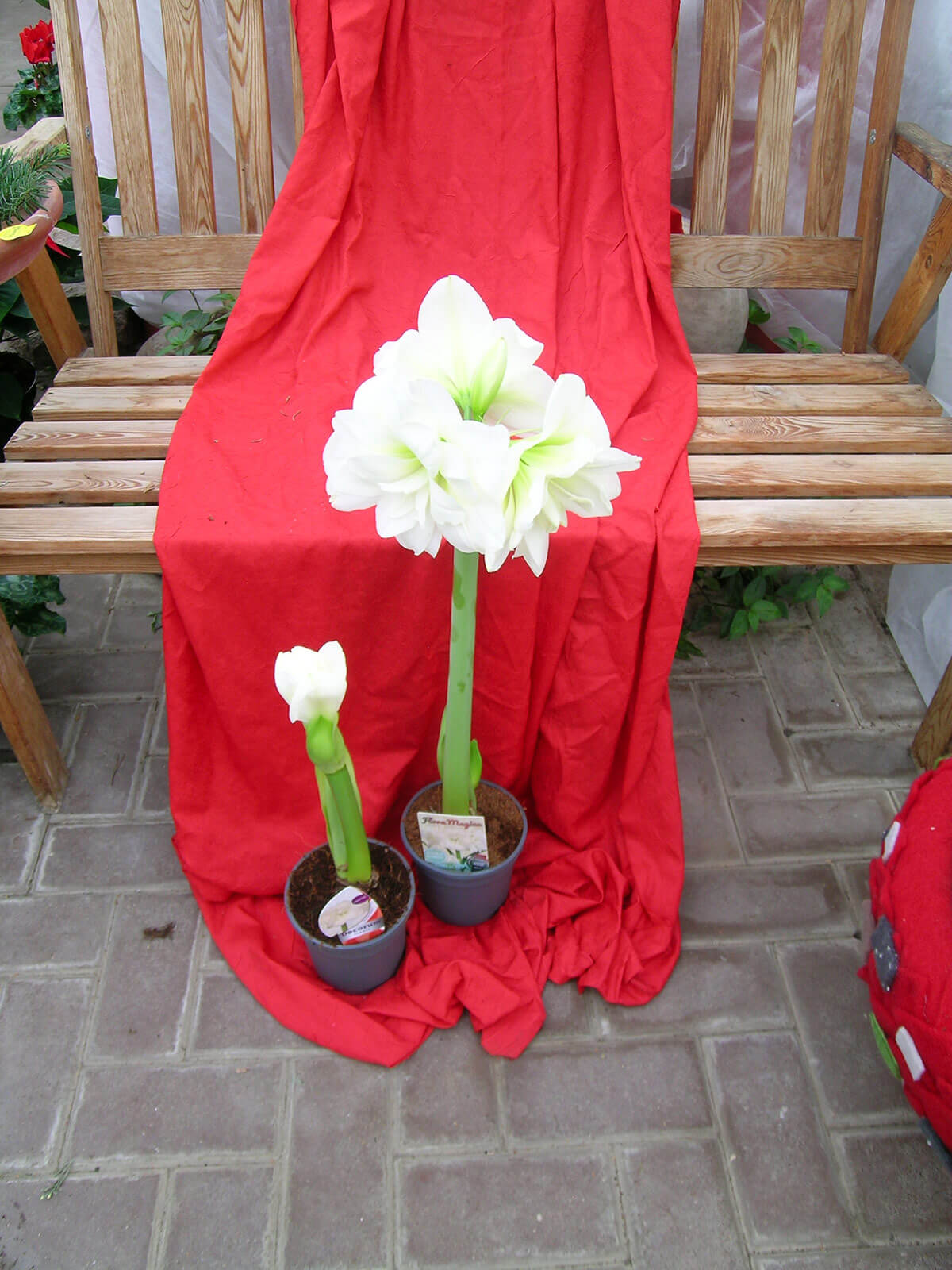 Ritterstern, Amaryllis