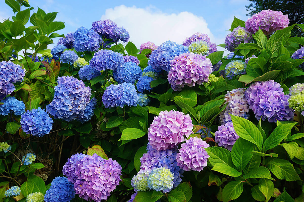 Hortensie