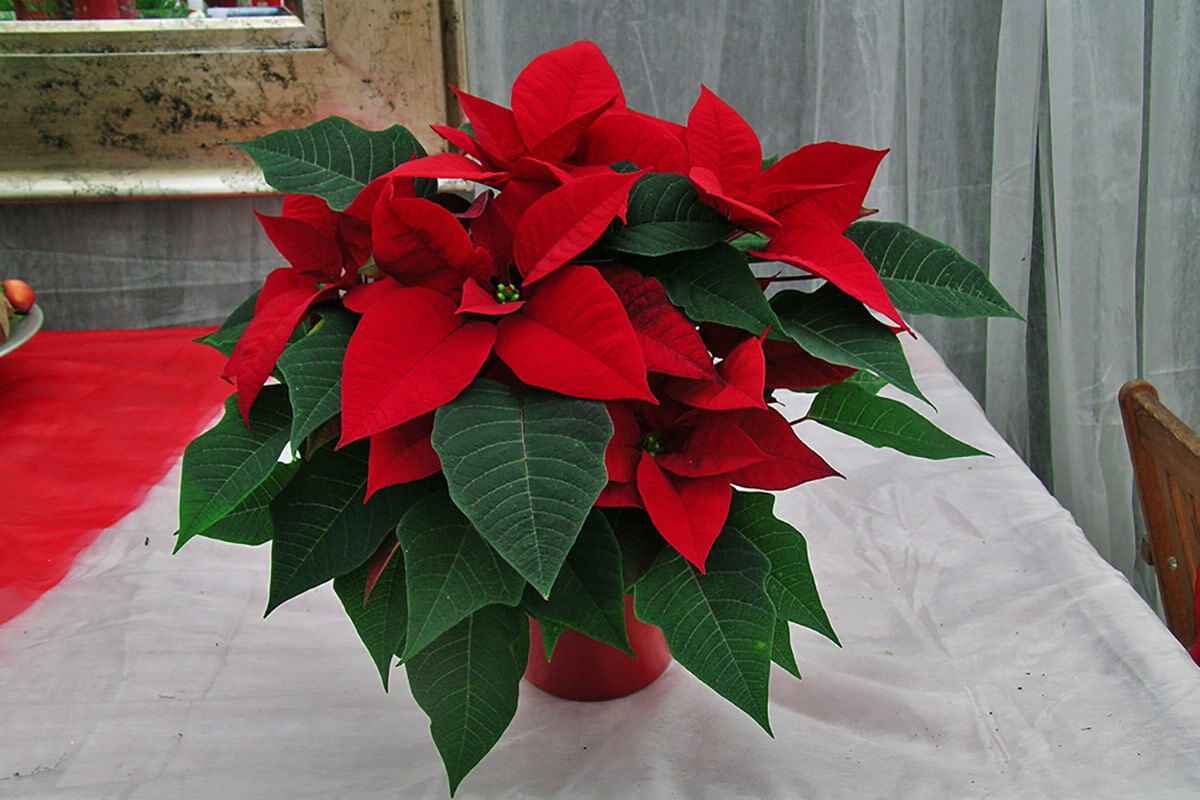 Weihnachtsstern